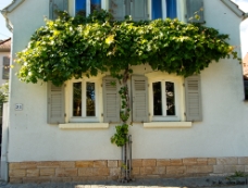 Grape Vines and Windows WM null