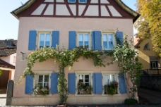Timbered Grape Vine WM null