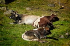 The Cows WM null
